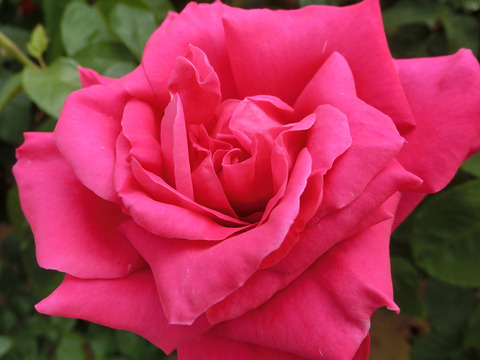 マリア　カラスsCIMG4862