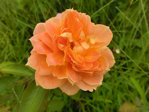 キャラメル　アンティークsCIMG4845