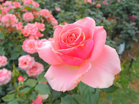 トーナメント　オブ　ローゼズsDSCN6835