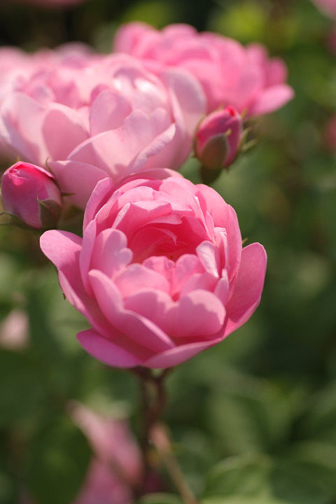 ローブリッタ (2)