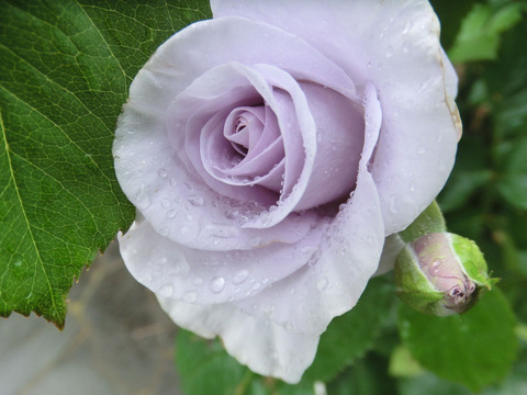 ブルー　ムーンsCIMG5946