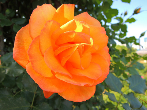 サハラ　’９８sDSCN4193