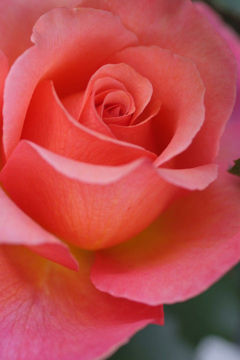 アルブレヒト　デューラー　ローズ (2)