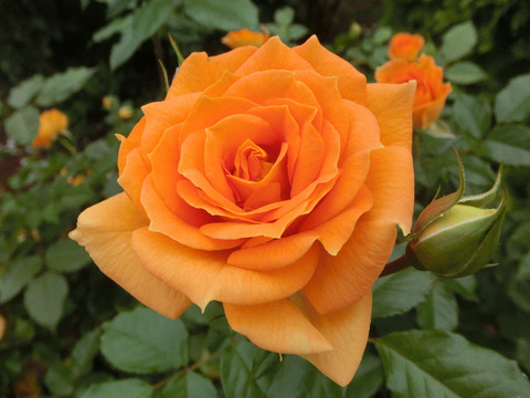 ゴレデルゼsCIMG7508