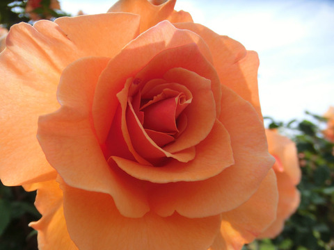 ブランディー0503