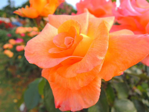 ケニギン　ベアトリックスsDSCN6503