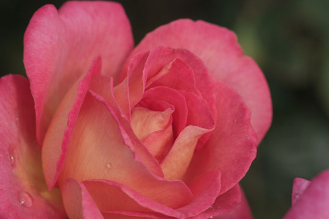 さいうん　彩雲sIMG_4475