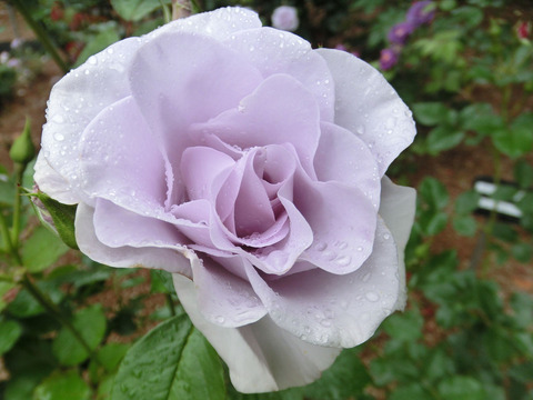 ブルー　ムーンsCIMG5944