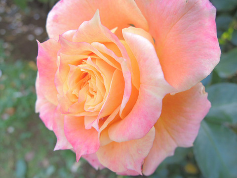 ピュア　ポエトリー6648