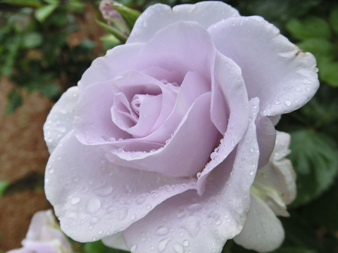 ブルー　ムーンsCIMG5962