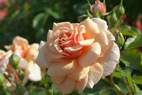 えみ　笑み　（えみ）sDSCF1089