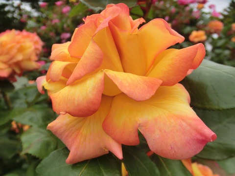 フィリップ　ノワレsCIMG5731