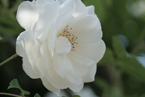 アイスバーグ3618