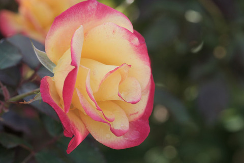 チャールストンsIMG_4608