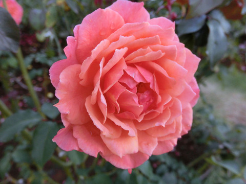 アルブレヒト　デューラー　ローズsCIMG6119