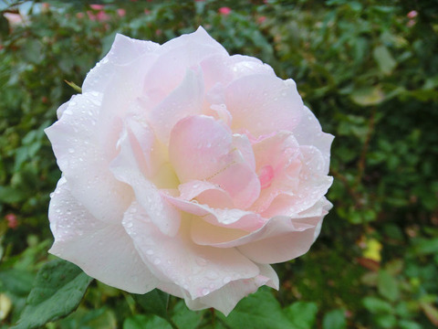 うきぐも　浮雲　1518