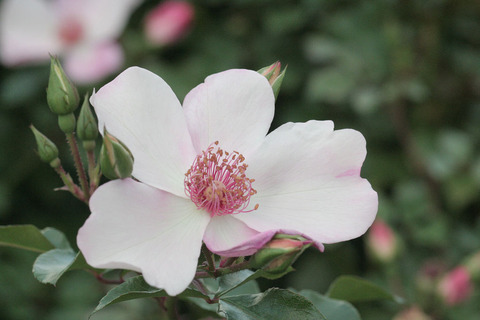 ピンク　サクリーナsIMG_6181