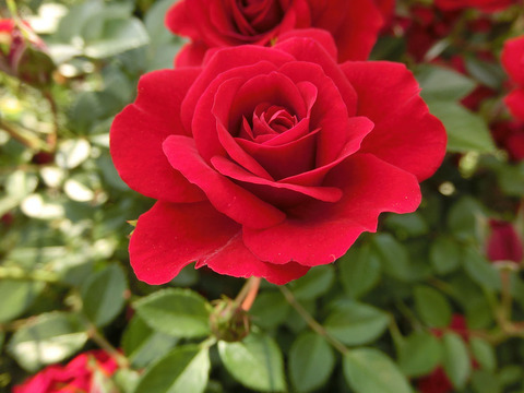 ジョージベスト1662