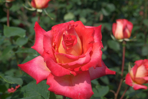 さいうん　彩雲　（さいうん）sDSCF1318