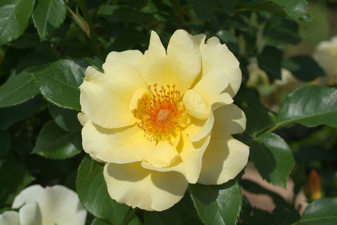 きんれんぽ　金蓮歩　（きんれんぽ）sDSCF0967