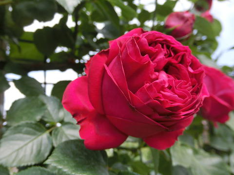 ルージュ　ピエール　ドゥ　ロンサールsCIMG3830