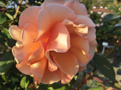 ブランディー5254