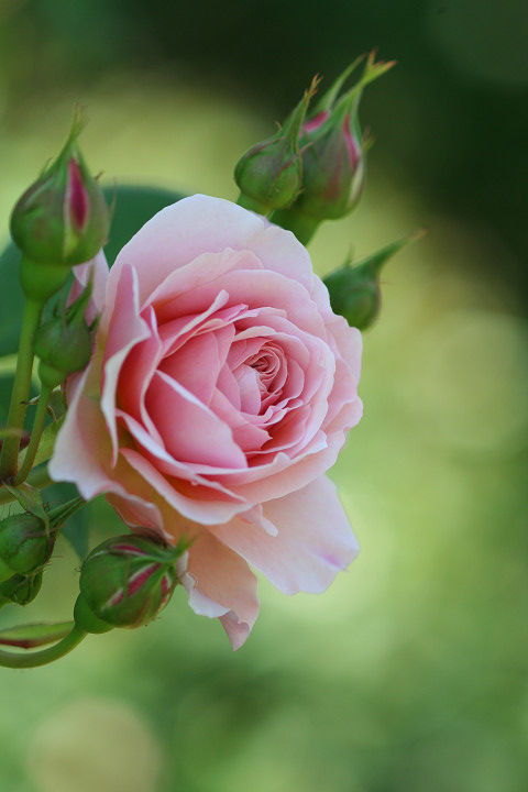 ウィリアム　モーリス (2)