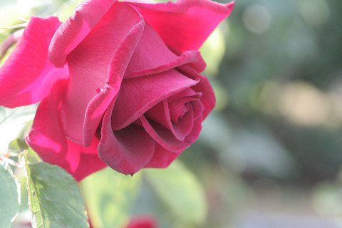 ひごろも　緋衣