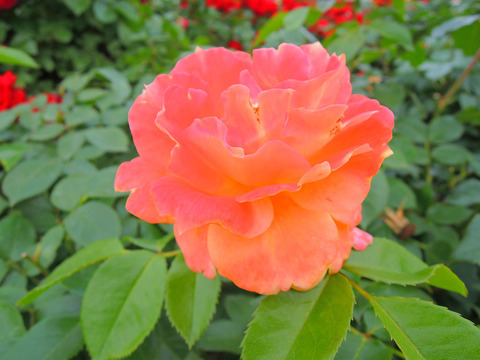 まんよう　万葉sDSCN6692