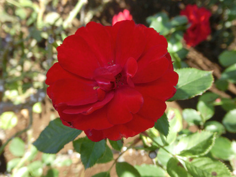 イングリッド　ウェイブルsCIMG8315