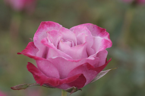 ブルー　オベーションsIMG_5205