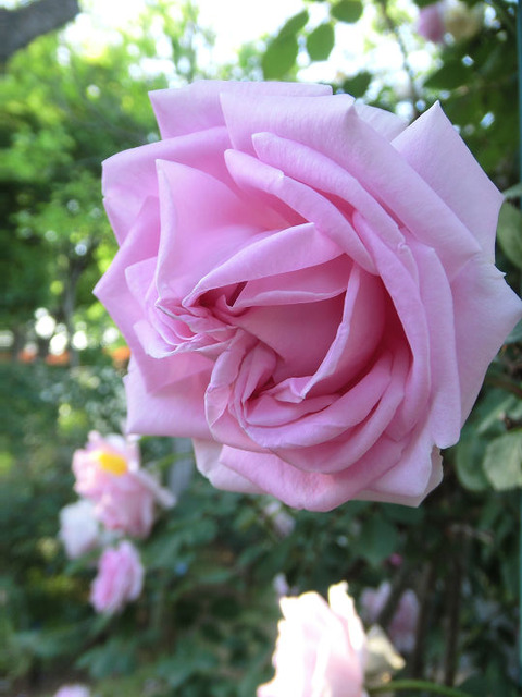 コンラッド　フェルディナンド　マイアー9046