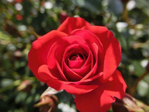 べにひめ　紅姫2626