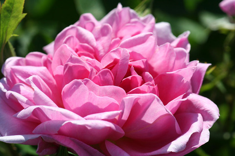 ザ　カントリーマン