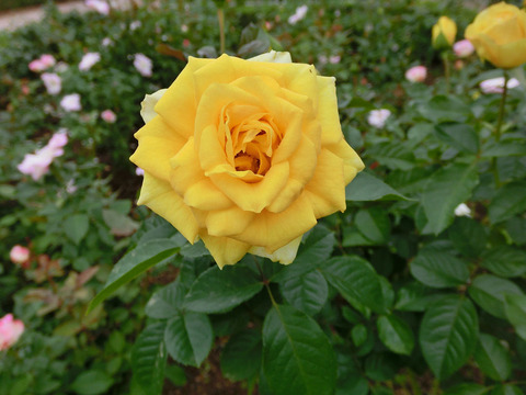 ゴールデン　フラッシュsCIMG4643