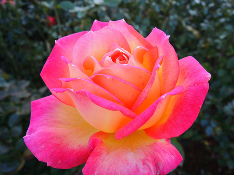 あさぐも　朝雲6708