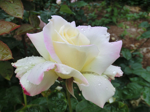 ガーデン　パーティーsCIMG6352