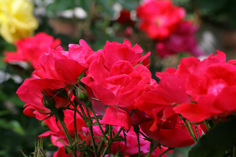 ノックアウト_2588