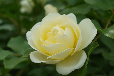 バニラ　ボニカsDSCF2421