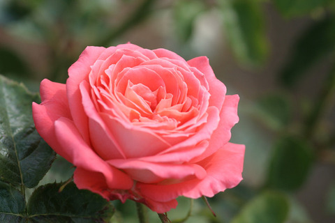 ケーニギン　デル　ローゼン（クイーン　オブ　ローゼス）