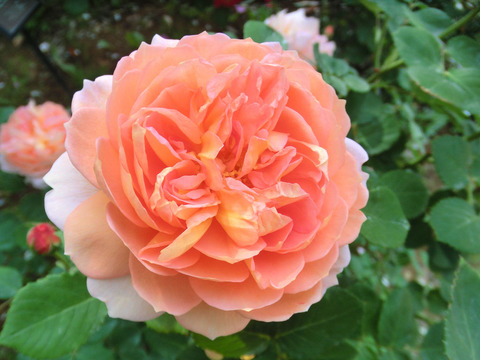 ジ　エンデバー0311