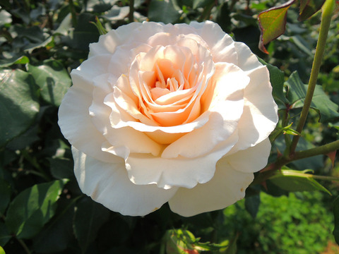 フレンチレースsDSCN3999