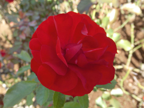 イングリッド　ウェイブルsCIMG8314