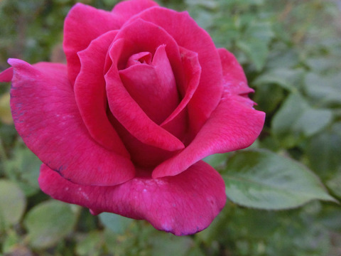 フラグラント　レディsCIMG6108