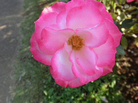 ニコールsCIMG8183