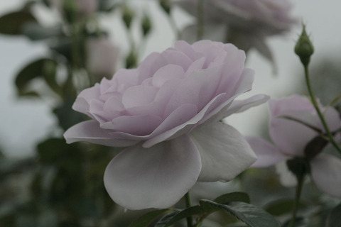 ブルー　バユーsIMG_7447