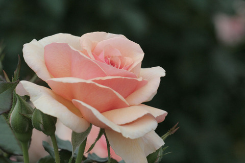 フレグラント　アプリコットsIMG_7353