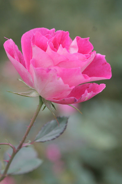 ケアフリー　ワンダー6715