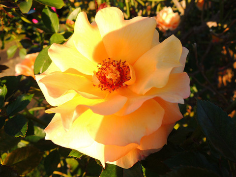 まんよう　万葉6609