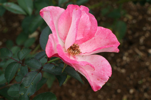 はながすみ　花霞sDSCF0168